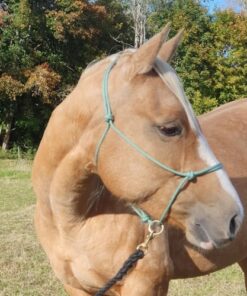 repgrimma med ring i mässing från Sonakull