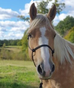 repgrimma med ring i mässing från Sonakull