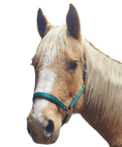 Tvåfärgad Nylongrimma från Equitqre